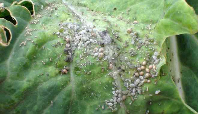 Болезни капусты брокколи